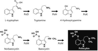 A narrative exploration of psilocybin’s potential in mental health